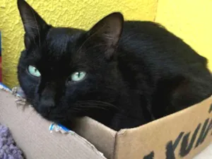 Gato raça Srd idade 7 a 11 meses nome Menino