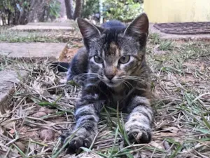 Gato raça Srd idade 2 a 6 meses nome Danila
