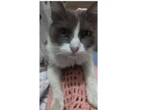 Gato raça s/ raça idade 1 ano nome S/ nome