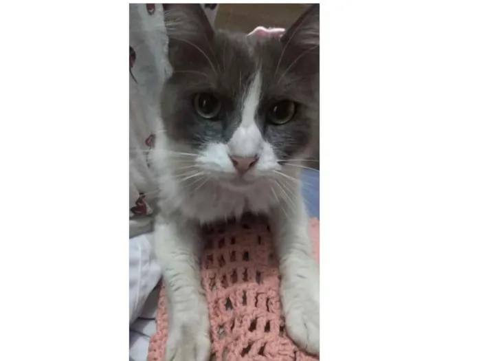 Gato ra a s/ raça idade 1 ano nome S/ nome
