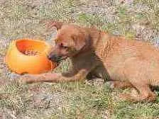 Cachorro ra a SRD idade 2 a 6 meses nome Mel