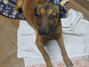 Cachorro raça SRD-ViraLata idade 2 anos nome Maya