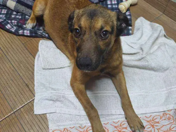 Cachorro raça SRD-ViraLata idade 2 anos nome Maya