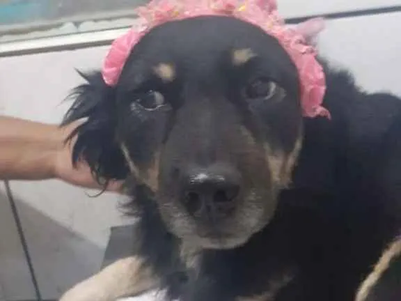 Cachorro raça SRD-ViraLata idade 2 anos nome Mai