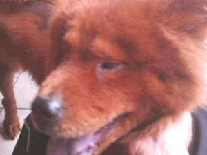 Cachorro raça Chow chow idade 3 anos nome Bela