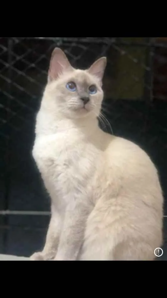 Gato ra a Tonquines idade 1 ano nome Lili 