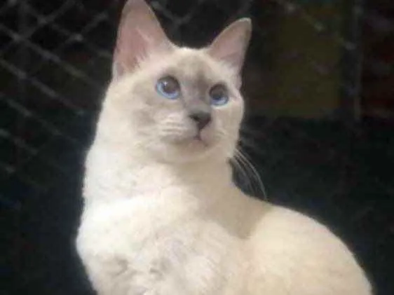 Gato ra a Tonquines idade 1 ano nome Lili 