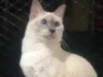 Lili