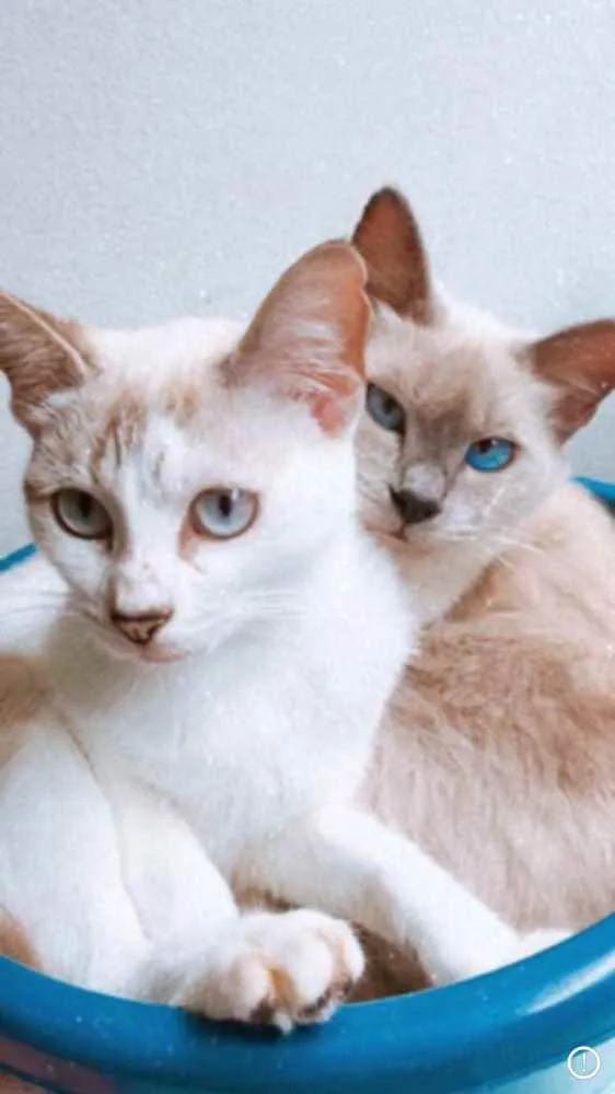 Gato ra a Tonquines idade 1 ano nome Lili 