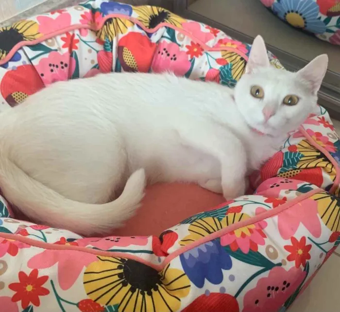 Gato ra a SRD idade 2 a 6 meses nome KIKI