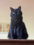 PANTERA