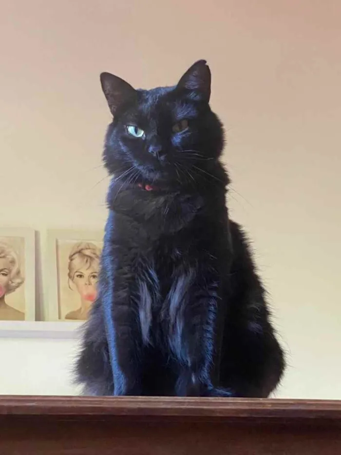Gato ra a SRD idade 7 a 11 meses nome PANTERA