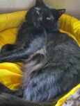 PANTERA
