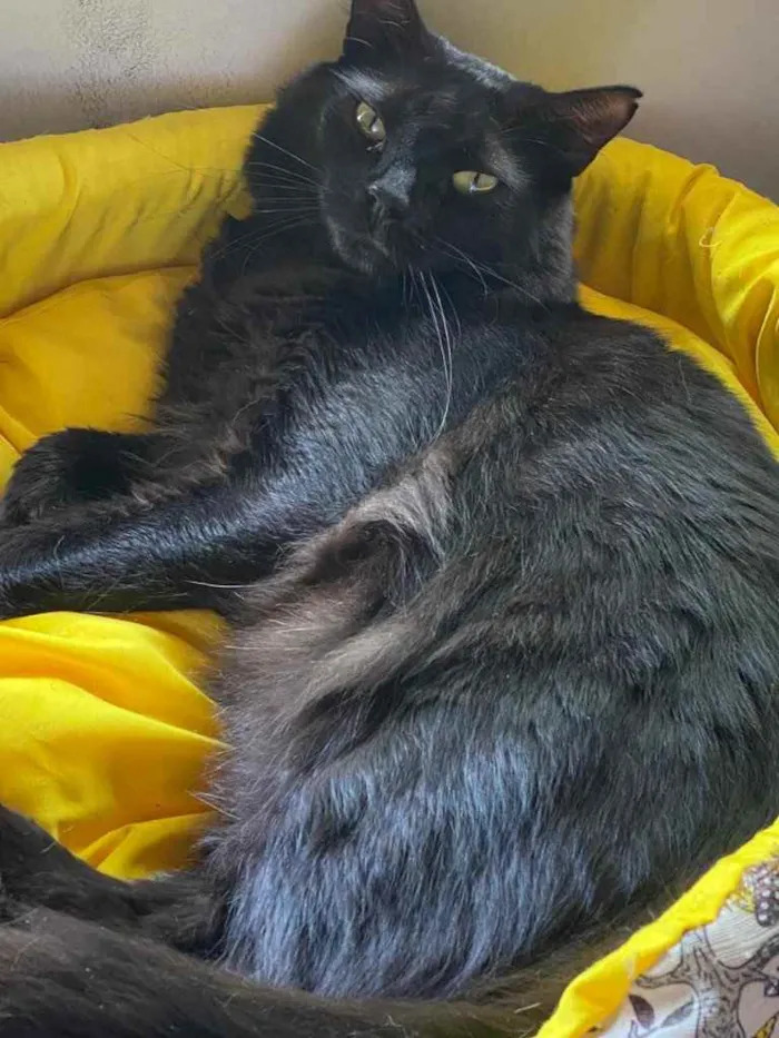 Gato ra a SRD idade 7 a 11 meses nome PANTERA