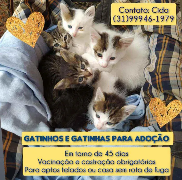 Gato raça SRD idade Abaixo de 2 meses nome Filhotinhas 