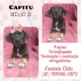 Capitu