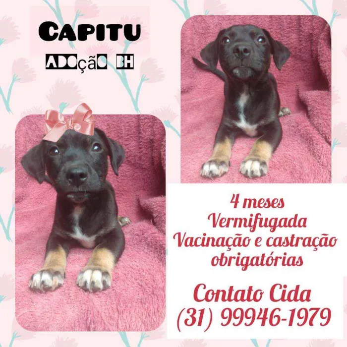 Cachorro raça SRD idade 2 a 6 meses nome Capitu