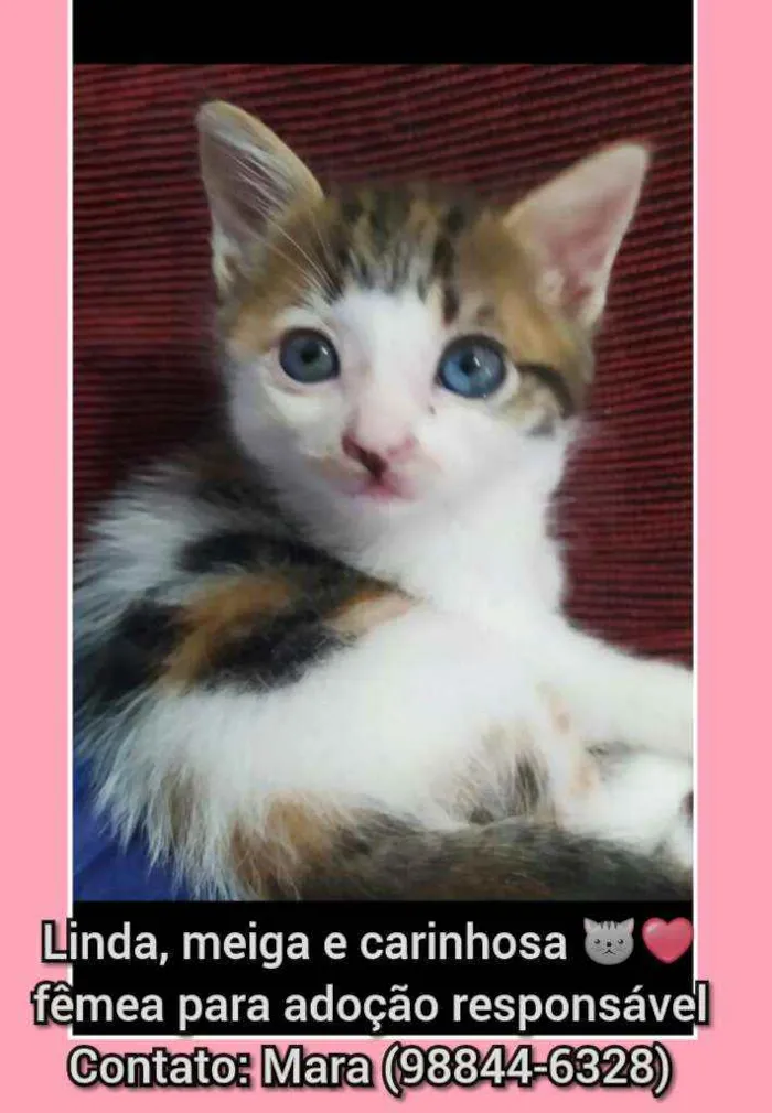 Gato raça SRD idade Abaixo de 2 meses nome Gatinhos