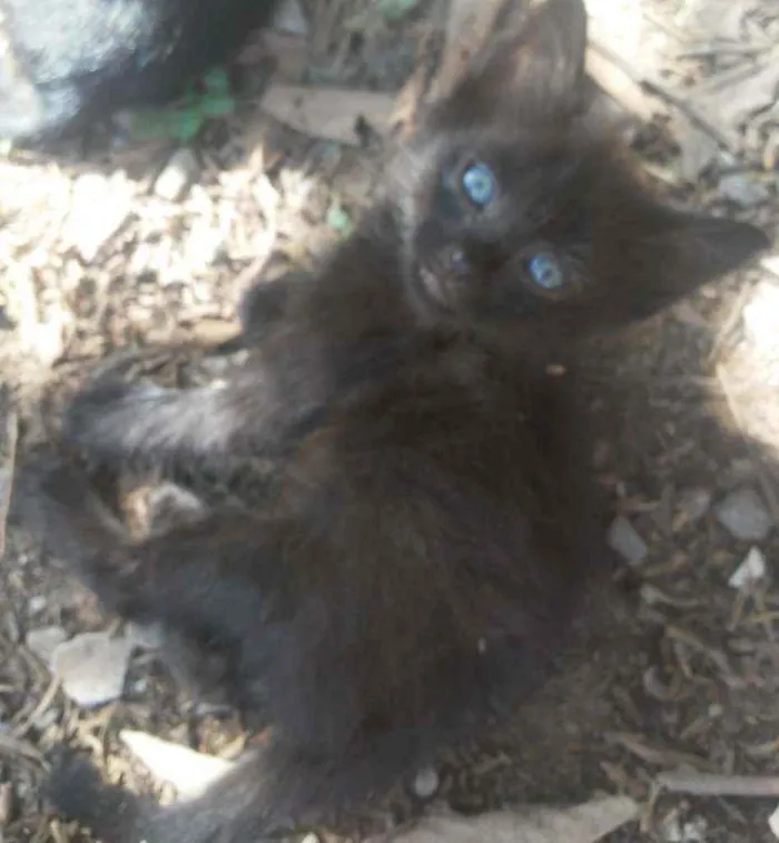 Gato raça SRD idade Abaixo de 2 meses nome Gatinhos