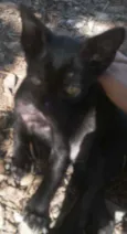 Gatinhos