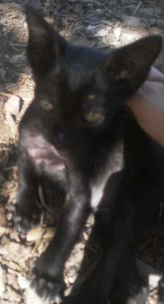 Gato raça SRD idade Abaixo de 2 meses nome Gatinhos