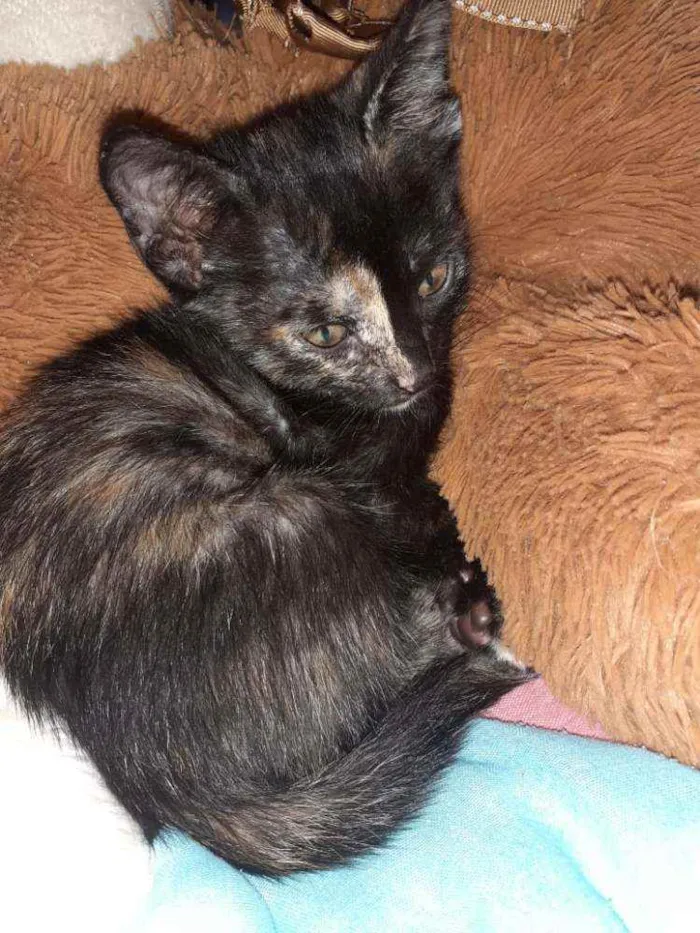 Gato raça SRD idade Abaixo de 2 meses nome Gatinhos