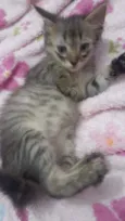 Gatinhos