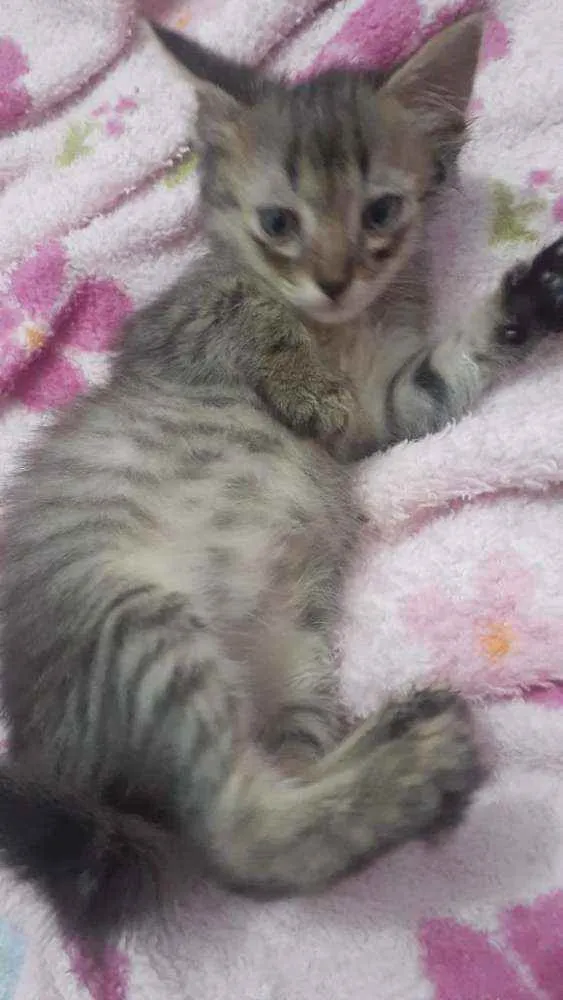 Gato raça SRD idade Abaixo de 2 meses nome Gatinhos