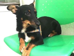 Cachorro raça Srd idade 2 a 6 meses nome Theo