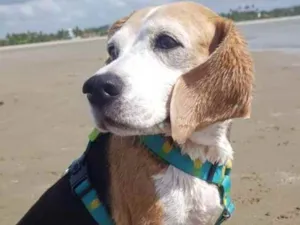 Cachorro raça beagle idade 6 ou mais anos nome luna