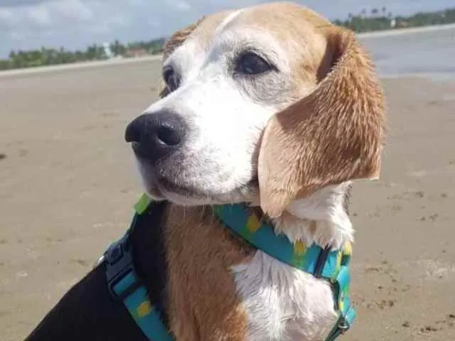 Cachorro ra a beagle idade 6 ou mais anos nome luna
