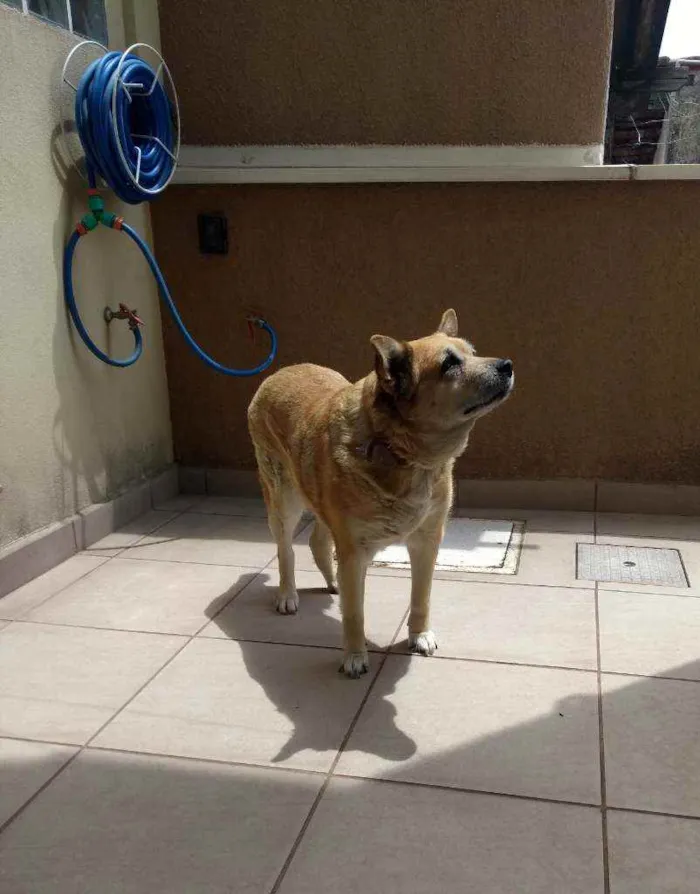 Cachorro ra a SRD idade 6 ou mais anos nome Susi