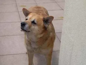 Cachorro raça SRD idade 6 ou mais anos nome Susi