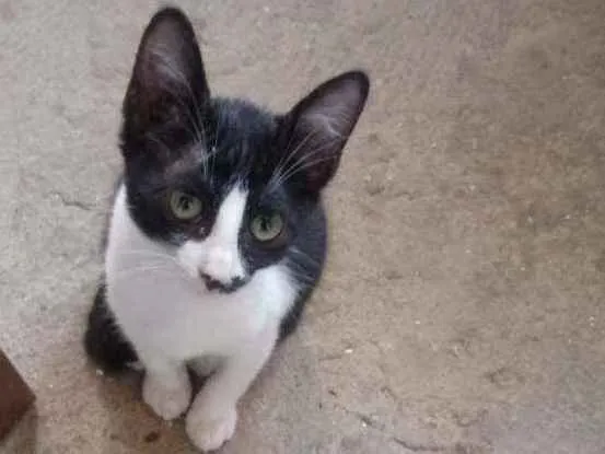 Gato raça Srd idade 2 a 6 meses nome Olivia