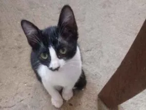 Gato raça Srd idade 2 a 6 meses nome Olivia