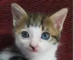 Gatinhos