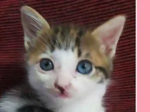 Gato raça SRD idade Abaixo de 2 meses nome Gatinhos