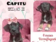 Capitu