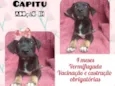 Capitu
