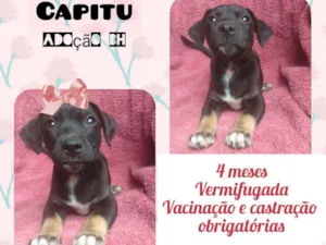 Cachorro raça SRD idade 2 a 6 meses nome Capitu