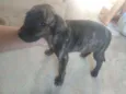 Bella e pitty