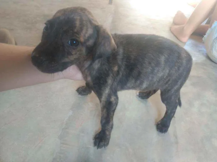 Cachorro raça Pé duro idade 2 a 6 meses nome Bella e pitty