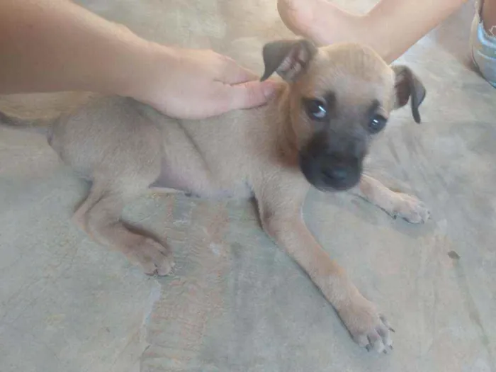 Cachorro raça Pé duro idade 2 a 6 meses nome Bella e pitty