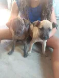 Bella e pitty