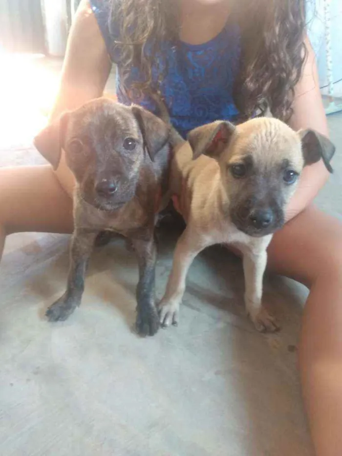 Cachorro raça Pé duro idade 2 a 6 meses nome Bella e pitty