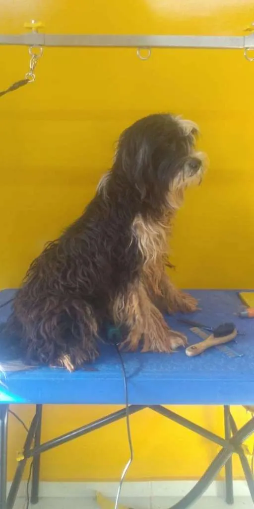 Cachorro ra a LhasaApso Misturado idade 3 anos nome Tigrão