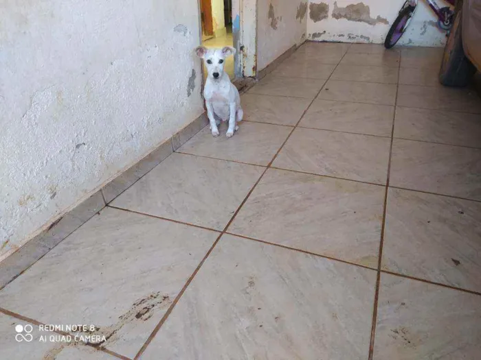 Cachorro ra a Viralata idade 7 a 11 meses nome Dipper