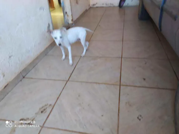 Cachorro ra a Viralata idade 7 a 11 meses nome Dipper