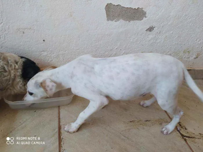 Cachorro ra a Viralata idade 7 a 11 meses nome Dipper
