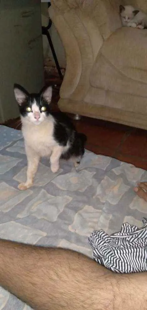 Gato ra a  idade Abaixo de 2 meses nome Sem nome